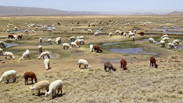 Peru Lamas Alpakas Andenhochland Reiseblog Amerika Plus Reisen Südamerika