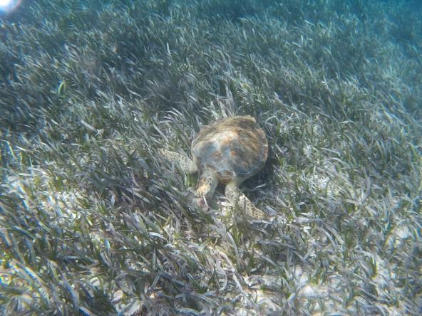 Meeresschildkröte Schnorcheln Hol Chan Marine Reserve Belize Lateinamerika