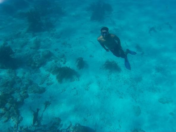 Schnorcheln Riff Unterwasser Belize Mittelamerika 