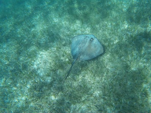 Rochen Schnorcheln Sand Belize Reef Hol Chan Marine Reserve Mittelamerika