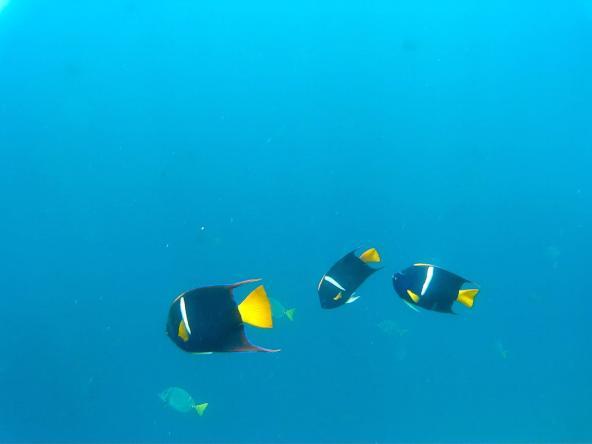  Unterwasserwelt Fische Ecuador Isla de la Plata Südamerika