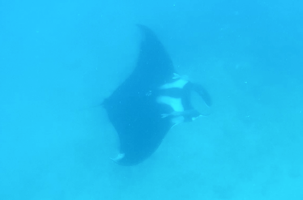 Mantarochen Isla de la Plata Tauchen Südamerika Ecuador Unterewasser