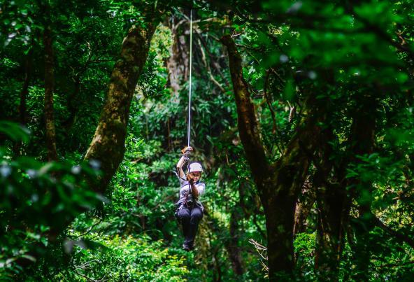 Cloud Forest Lodge - Canopy