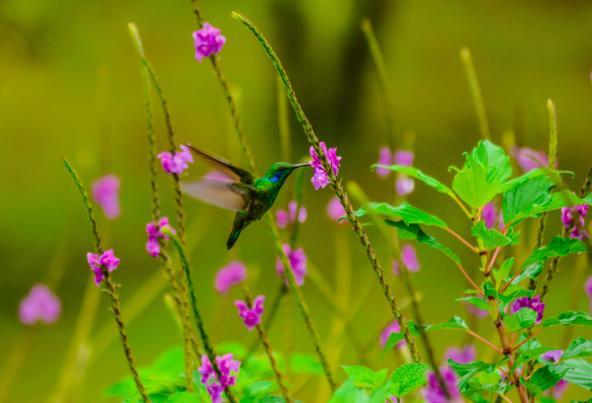 Cloud Forest Lodge - Kolibri