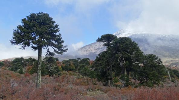 Araukarie am Lanin Vulkan Argentinien Chile 