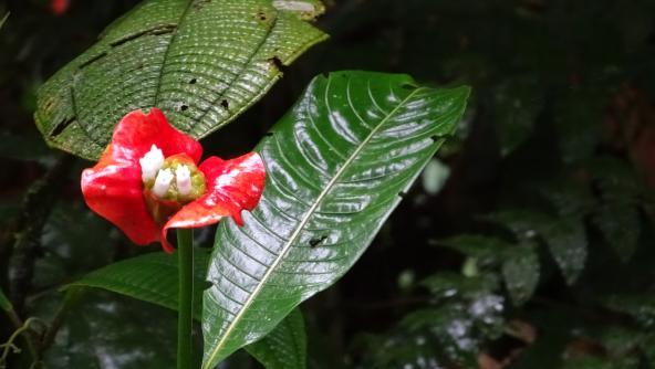 Braulio Carrillo Nationalpark Costa Rica Flora