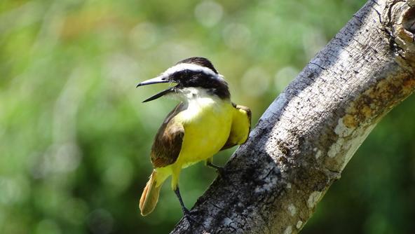 Bichofue Vogel Nationalpark Costa Rica 