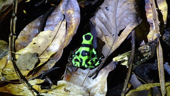 Pfeilgiftfrosch Costa Rica Nationalpark 