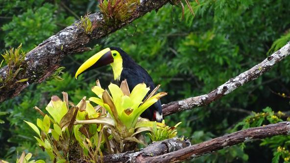 Costa Rica Tukan Artenvielfalt Mittelamerika Nationalparks