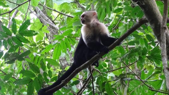 Affe Costa Rica Regenwald Nationalpark