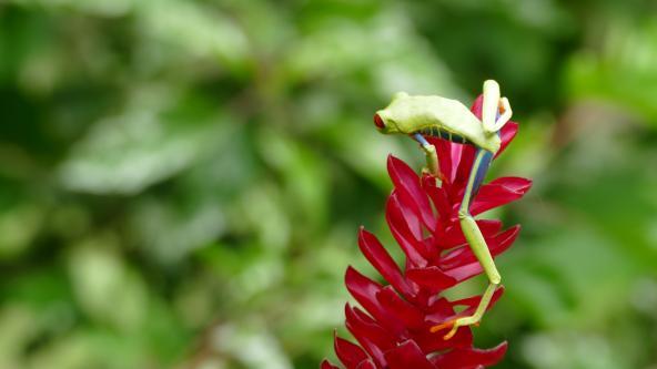 Frosch Costa Rica Nationalpark 