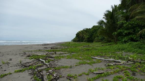 Tortuguero Nationalpark Costa Rica Strand Karibikküste