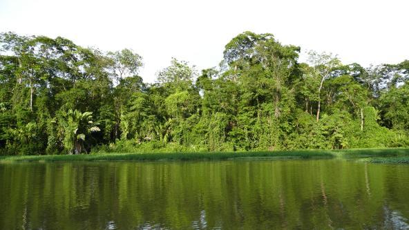 Tortuguero Nationalpark Costa Rica Wasserkanal Artenvielfalt