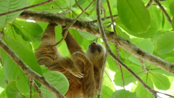 Faultier Nationalpark Costa Rica Karibikküste Cahuita