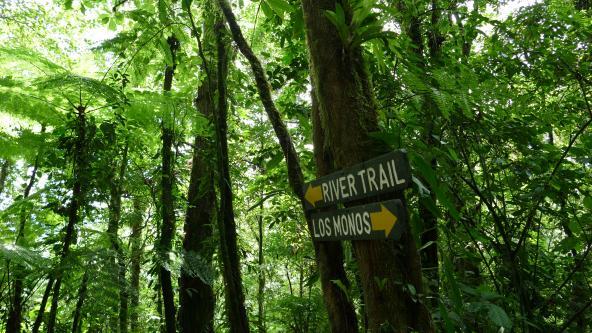 Arenal Nationalpark Costa Rica Regenwald