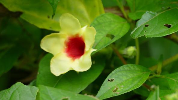 Flora Costa Rica Nationalpark Pazifikküste Artenvielfalt