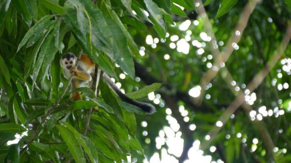 Totenkopfäffchen Affe Costa Rica Nationalpark Manuel Antonio