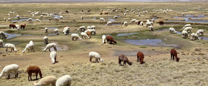 Peru Lamas Alpakas Andenhochland Reiseblog Amerika Plus Reisen Südamerika