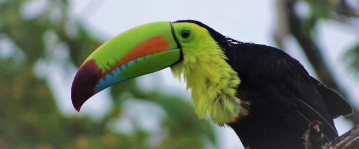Costa Rica Tukan Mittelamerika Amerika Plus Reisen Dschungel Lateinamerika