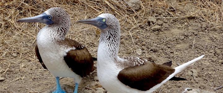 Blaufußtölpel Galapagos Inseln Ecuador Birding Südamerika