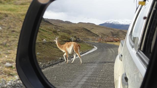 Mietwagen Chile Guanako Patagonien Südamerika