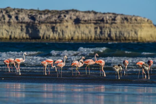 Südamerika Rundreisen Argentinien Flamingos
