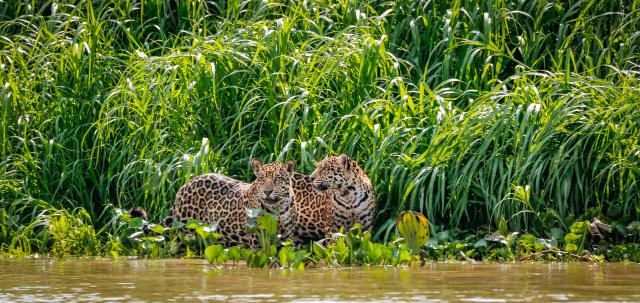 Jaguar Pantanal Brasilien Mietwagenreisen Südamerika