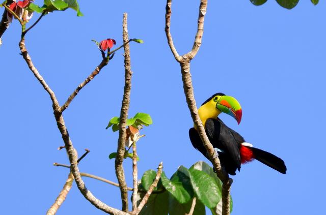 Mittelamerika Rundreisen Panama Tukan Vogel Lateinamerika
