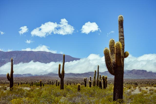 Argentinien Nordwest Kaktus Los Cardones Nationalpark Südamerika Amerika Plus Reisen