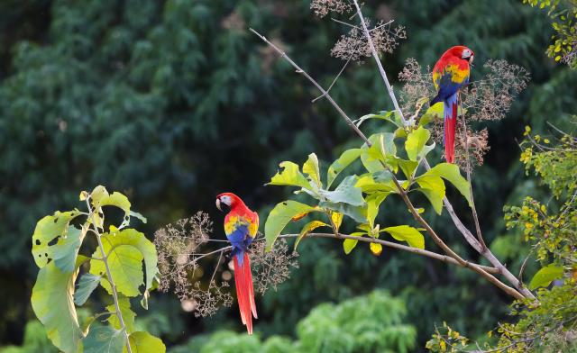 Aras Regenwald Costa Rica Mittelamerika Amerika Plus Reisen