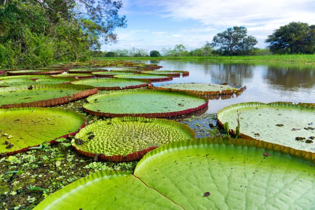 Peru Amazonas Kreuzfahrten Seerosen Südamerika Fluss