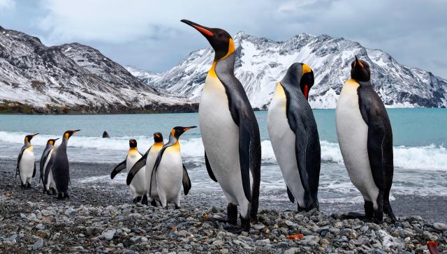Pinguine Antarktis Kreuzfahrten Südamerika Amerika Plus
