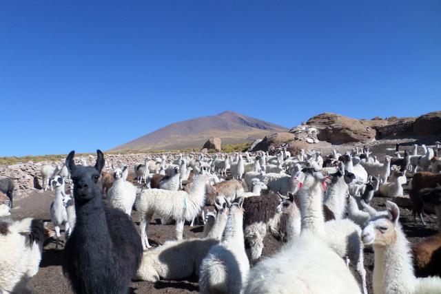 Altiplano Bolivien Dorf Lamas Südamerika Rundreisen