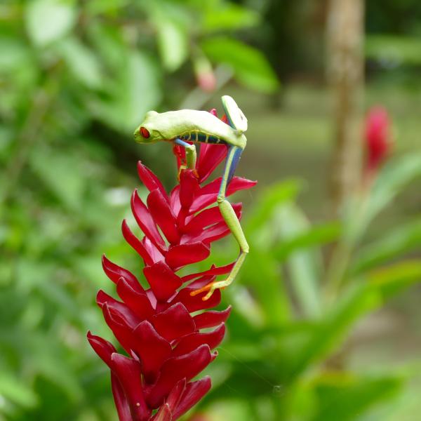 Mittelamerika Rundreisen Frosch Costa Rica