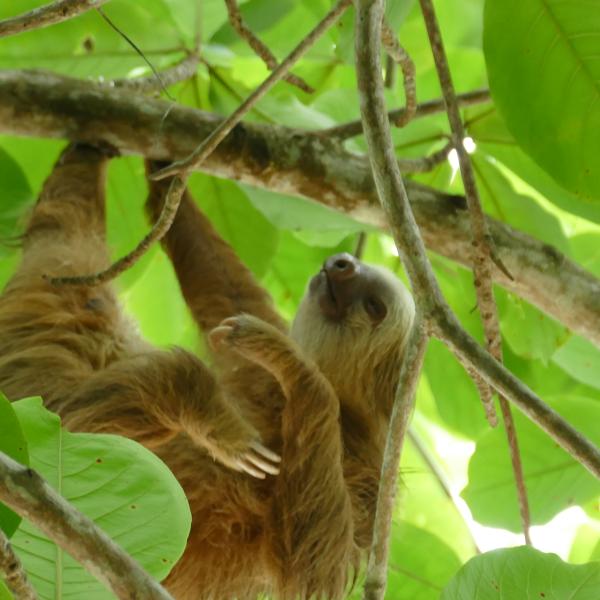 Costa Rica Faultier Mittelamerika Reisebausteine Rundreisen