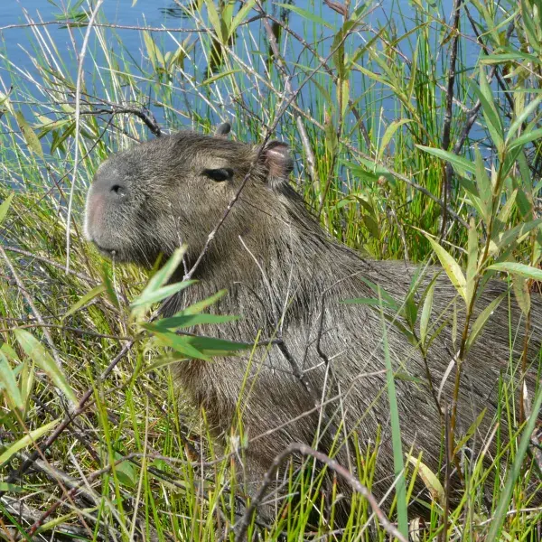 Capybara Argentinien Brasilien Südamerika Amerika Plus Reisen Pantanal Ibera