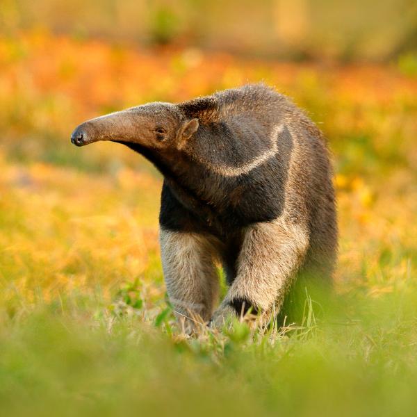 Pantanal Brasilien Ameisenbär Südamerika Amerika Plus Reisen Rundreisen