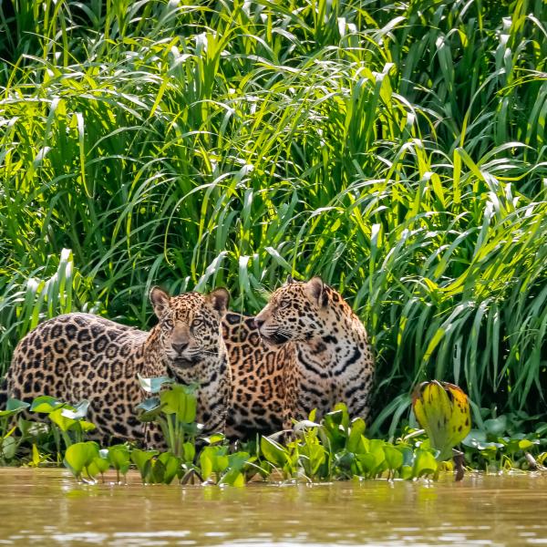 Pantanal Jaguar Kreuzfahrten Brasilien Südamerika