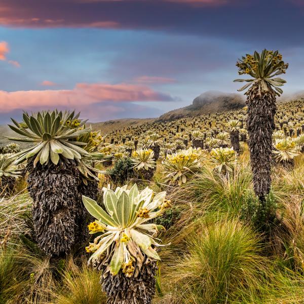 Ecuador Ausflüge Paramo Anden Schopfpflanzen Südamerika