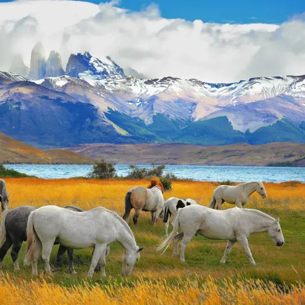 Patagonien Pferde Chile Torres del Paine Südamerika Aktivreisen