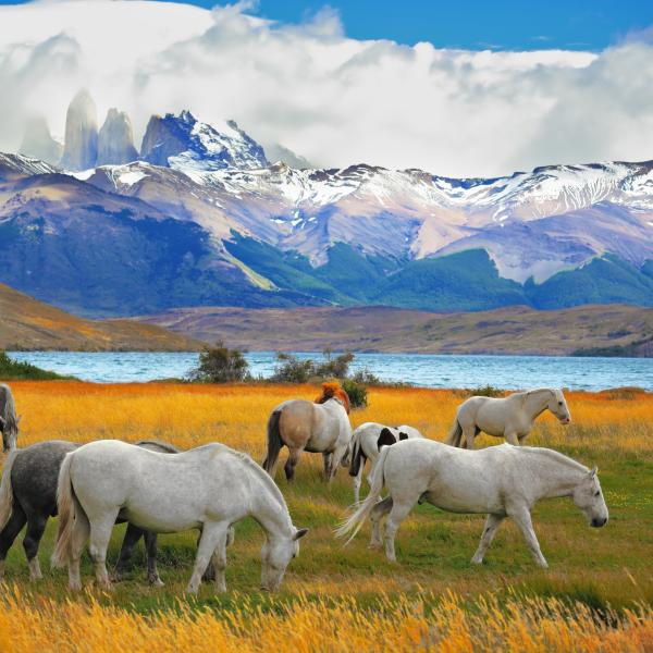 Patagonien Pferde Chile Torres del Paine Südamerika Aktivreisen