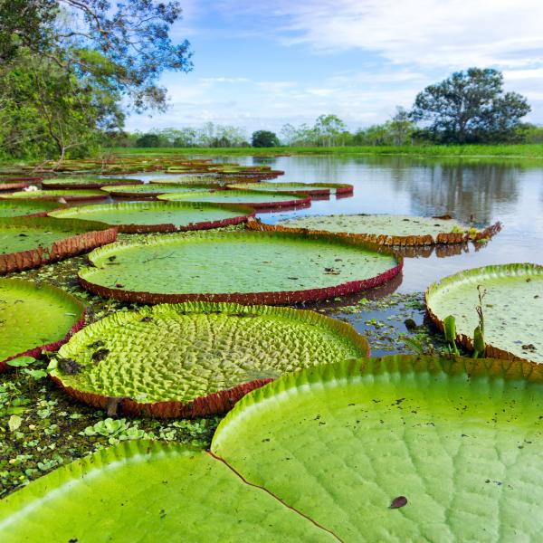 Amazonas Kreuzfahrten Peru Seerosen Südamerika