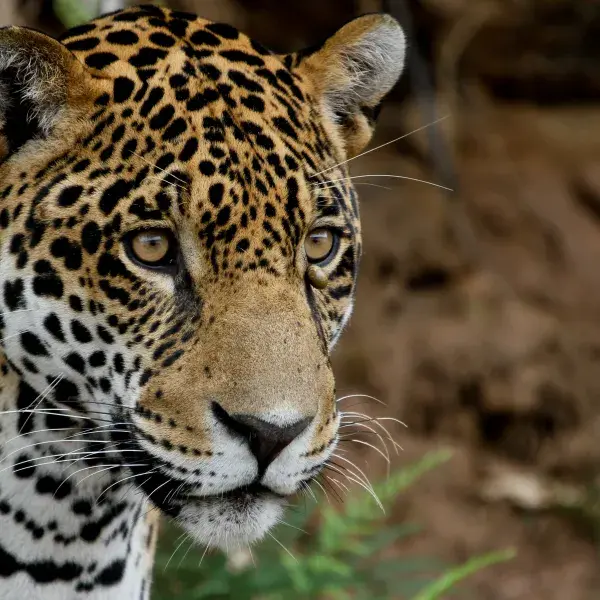 Bolivien Jaguar Kreuzfahrten Amazonas Flachland Südamerika Dschungel