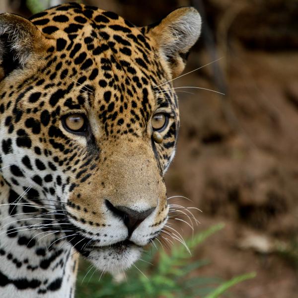 Bolivien Jaguar Kreuzfahrten Amazonas Flachland Südamerika Dschungel