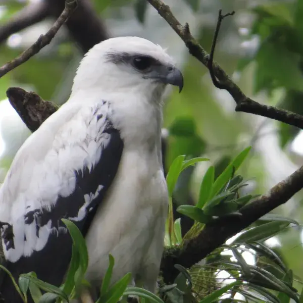 Vogelbeobachtung
