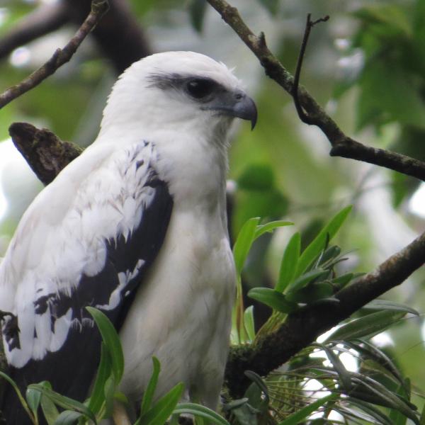 Vogelbeobachtung