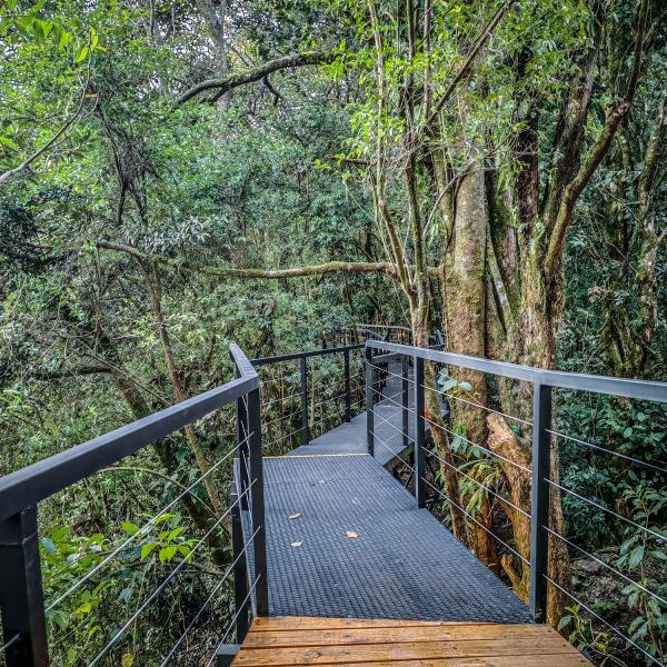 Cloud Forest Lodge - Grün