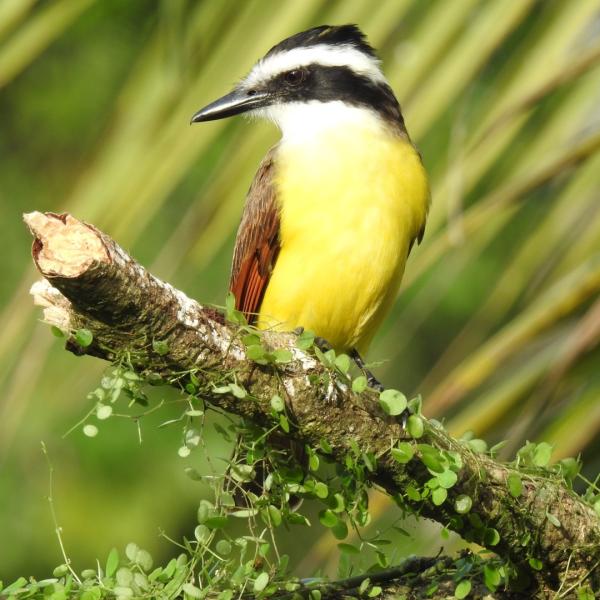 Maquenque Eco Lodge - Vogelbeobachtung