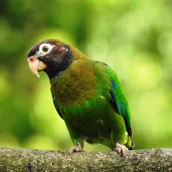 Maquenque Eco Lodge - Birding