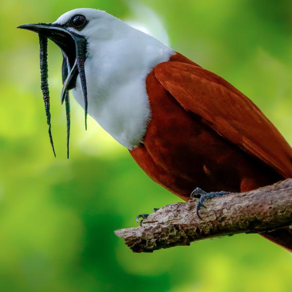 Cloud Forest Lodge - Birding bellbird
